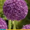 1 allium ambassador|ohgreen Online