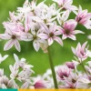 10 allium cameleon|ohgreen Hot