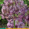 3 allium christophii|ohgreen