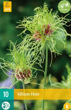 10 allium hair|ohgreen Outlet