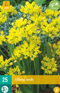 25 allium moly|ohgreen Best