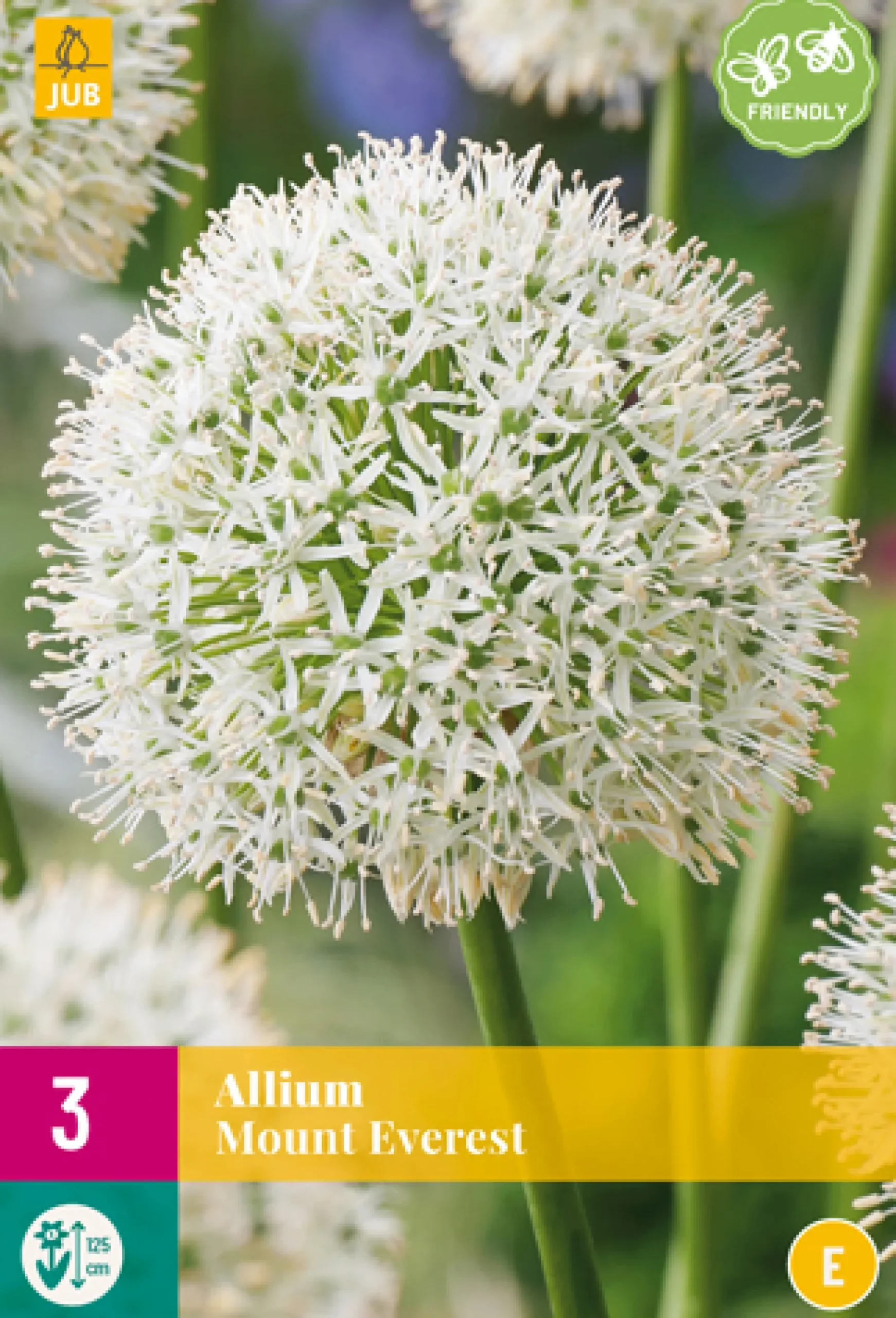 3 allium mount everest|ohgreen Discount