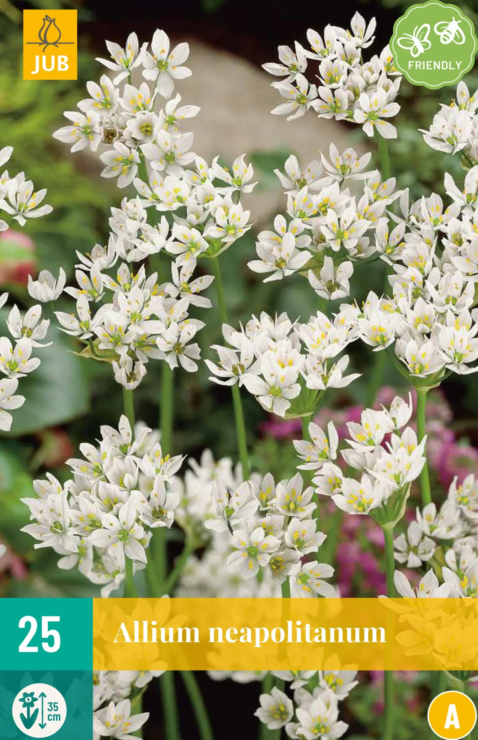 25 allium neapolitanum|ohgreen Hot