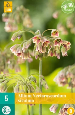 5 allium (nectaroscodum) siculum|ohgreen Best