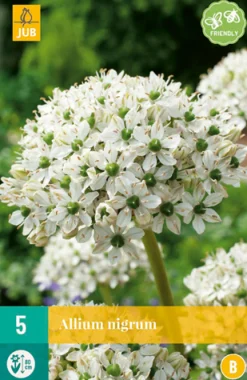 5 allium nigrum|ohgreen Outlet