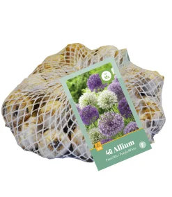 40 allium paars-wit|ohgreen Sale
