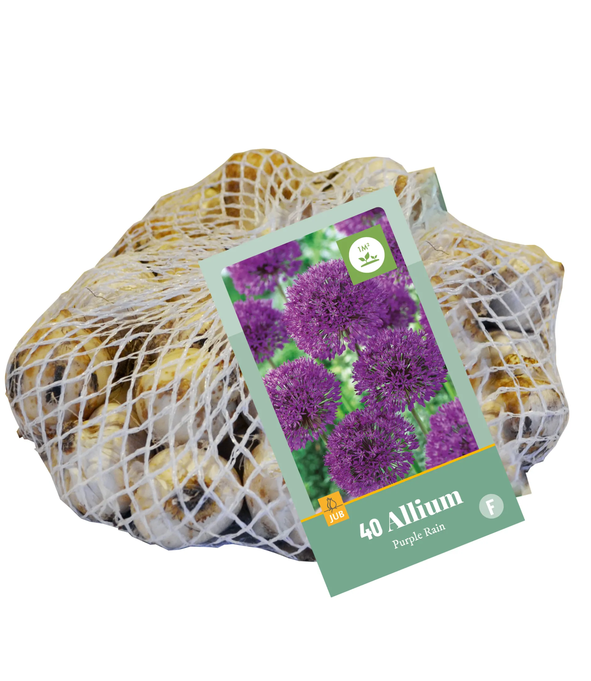 40 allium purple rain|ohgreen Best