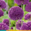 5 allium purple sensation|ohgreen Online