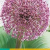 3 allium red giant|ohgreen Discount