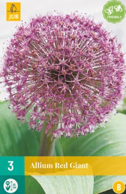3 allium red giant|ohgreen Discount