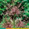3 allium schubertii|ohgreen Sale