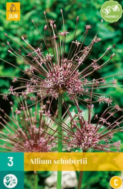 3 allium schubertii|ohgreen Sale