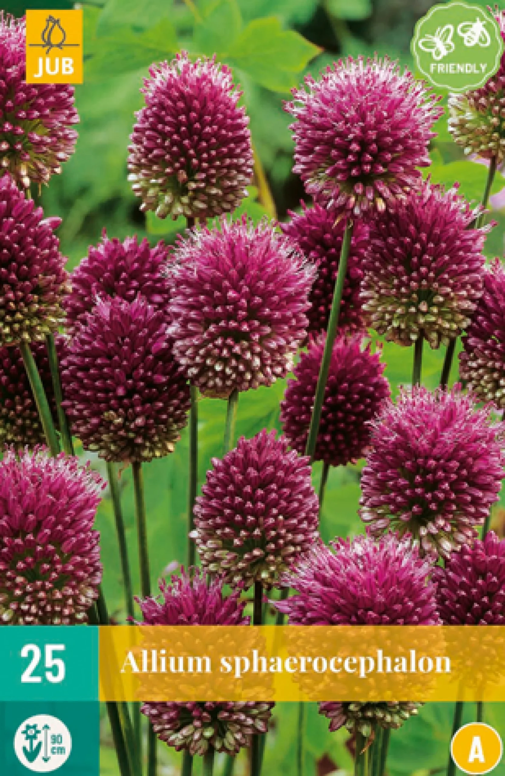 25 allium sphaerocephalon|ohgreen Best