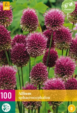 100 allium sphaerocephalon|ohgreen Online