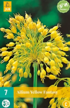 7 allium yellow fantasy|ohgreen Outlet