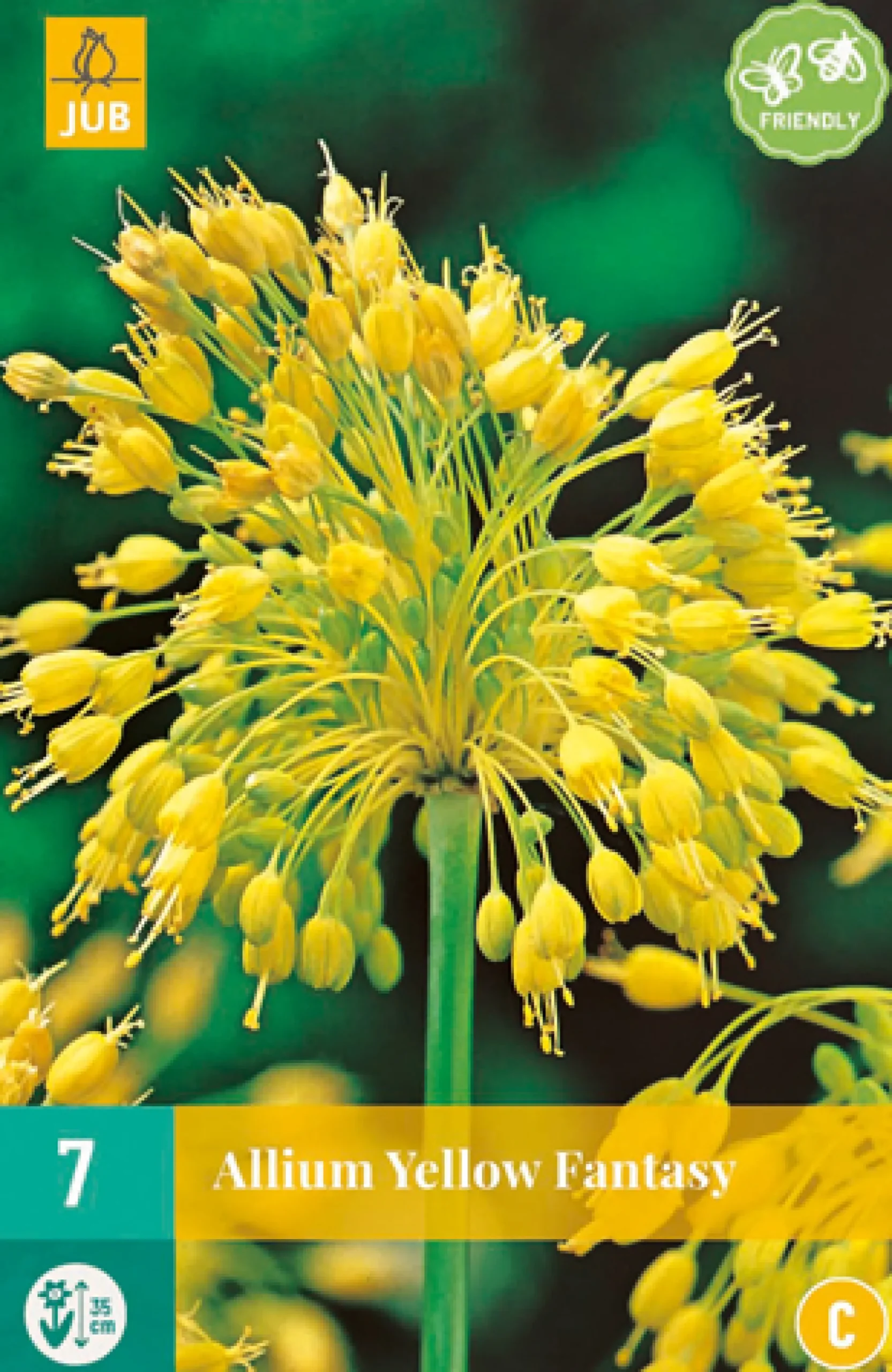 7 allium yellow fantasy|ohgreen Outlet