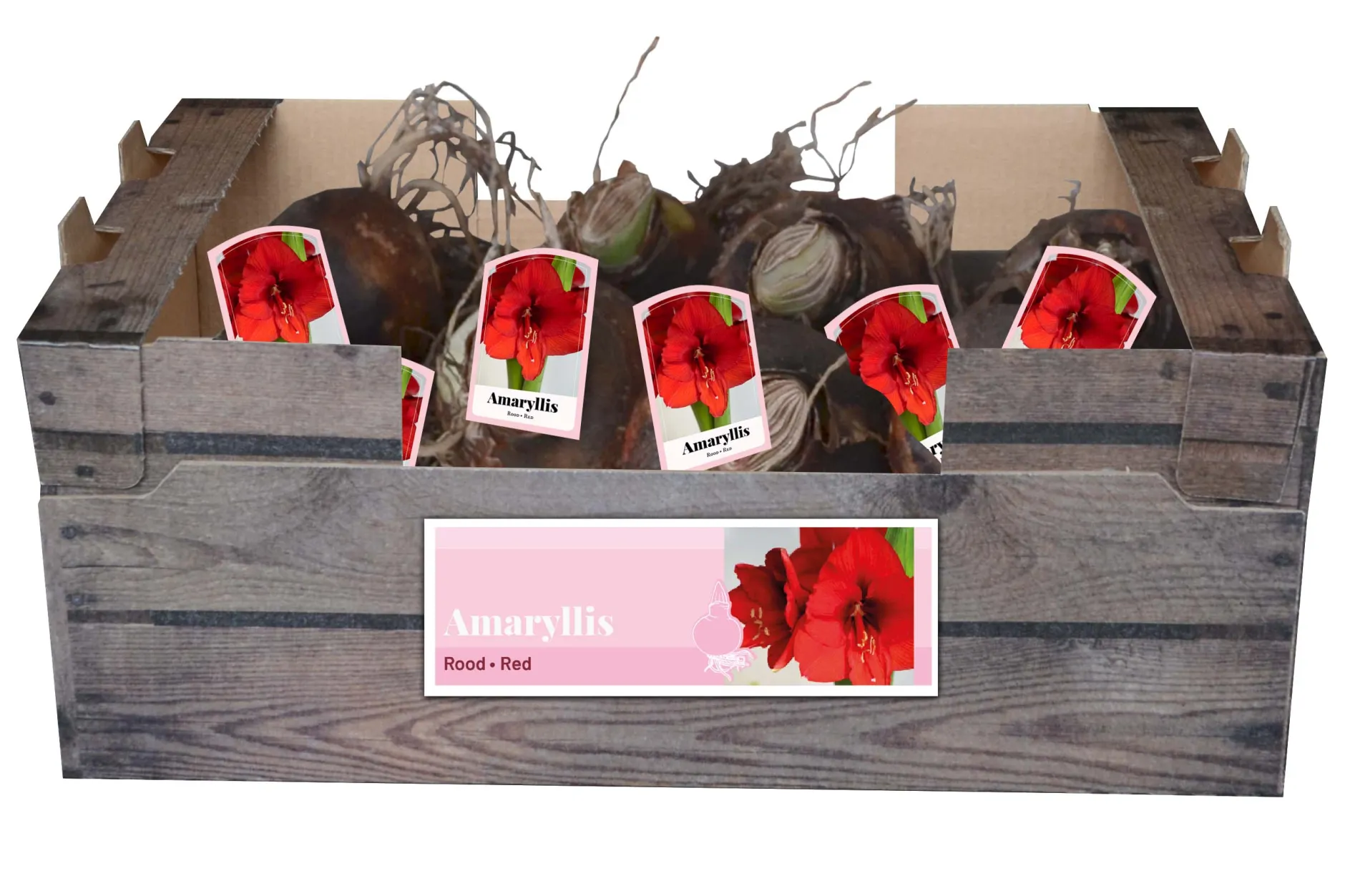 1 amaryllis rood|ohgreen Best
