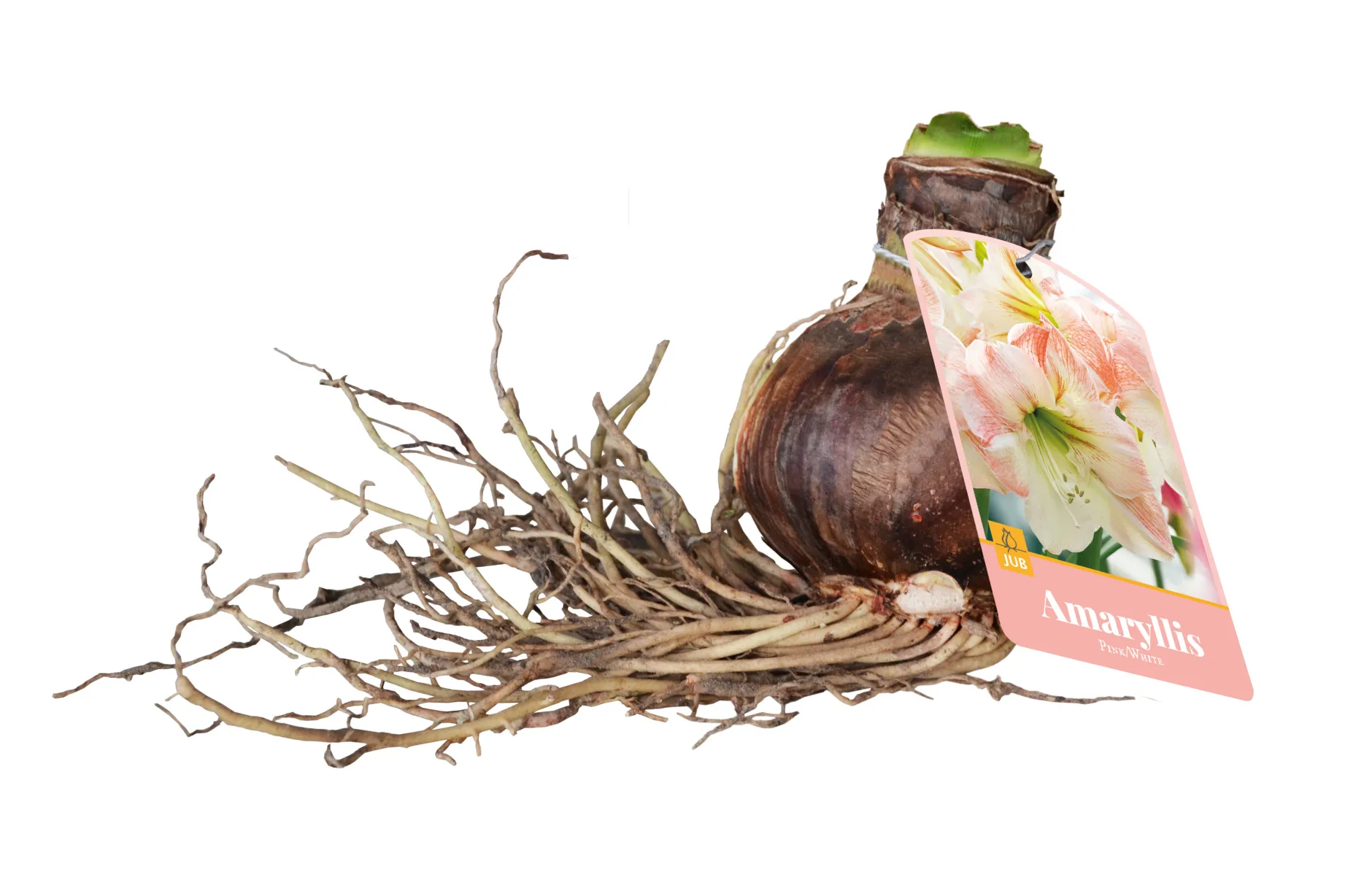 1 amaryllis roze-wit|ohgreen Discount