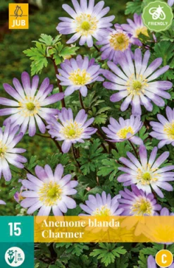15 anemone bl. charmer|ohgreen Discount