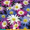 15 anemone blanda mix|ohgreen Clearance