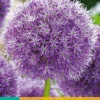 1 bloembol allium his excellency|ohgreen Best
