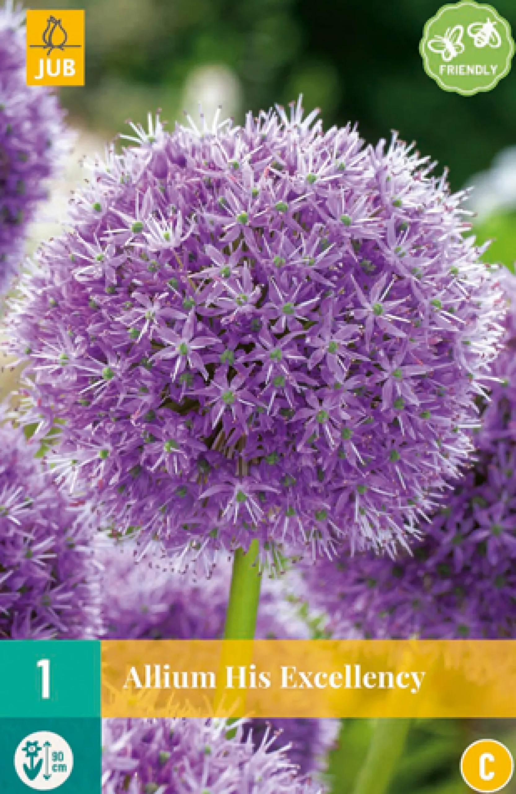 1 bloembol allium his excellency|ohgreen Best