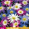 50 bloembollen anemone blanda mix|ohgreen Clearance