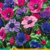 15 bloembollen anemone coronaria paars-roze mix|ohgreen