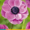15 bloembollen anemone coronaria sylphide|ohgreen Outlet