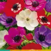 15 bloembollen anemone coronaria de caen mix|ohgreen