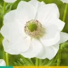 15 bloembollen anemone coronaria bride|ohgreen Outlet