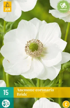 15 bloembollen anemone coronaria bride|ohgreen Outlet
