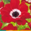 15 bloembollen anemone coronaria hollandia|ohgreen Sale