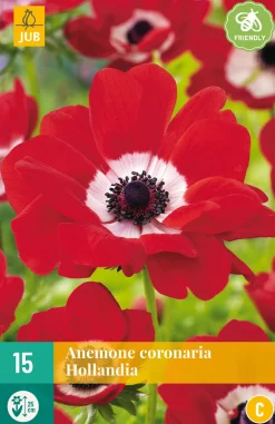 15 bloembollen anemone coronaria hollandia|ohgreen Sale