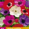 30 bloembollen anemone de caen mix|ohgreen Online