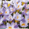 15 bloembollen crocus rosalind|ohgreen Outlet