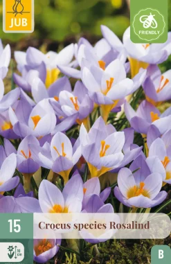 15 bloembollen crocus rosalind|ohgreen Outlet