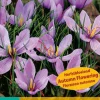 10 bloembollen crocus sativus|ohgreen Clearance
