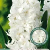 3 bloembollen hyacinthus dubbel wit|ohgreen Hot