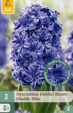 3 bloembollen hyacinthus dubbel blauw|ohgreen New