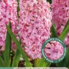 3 bloembollen hyacinthus dubbel roze|ohgreen Best