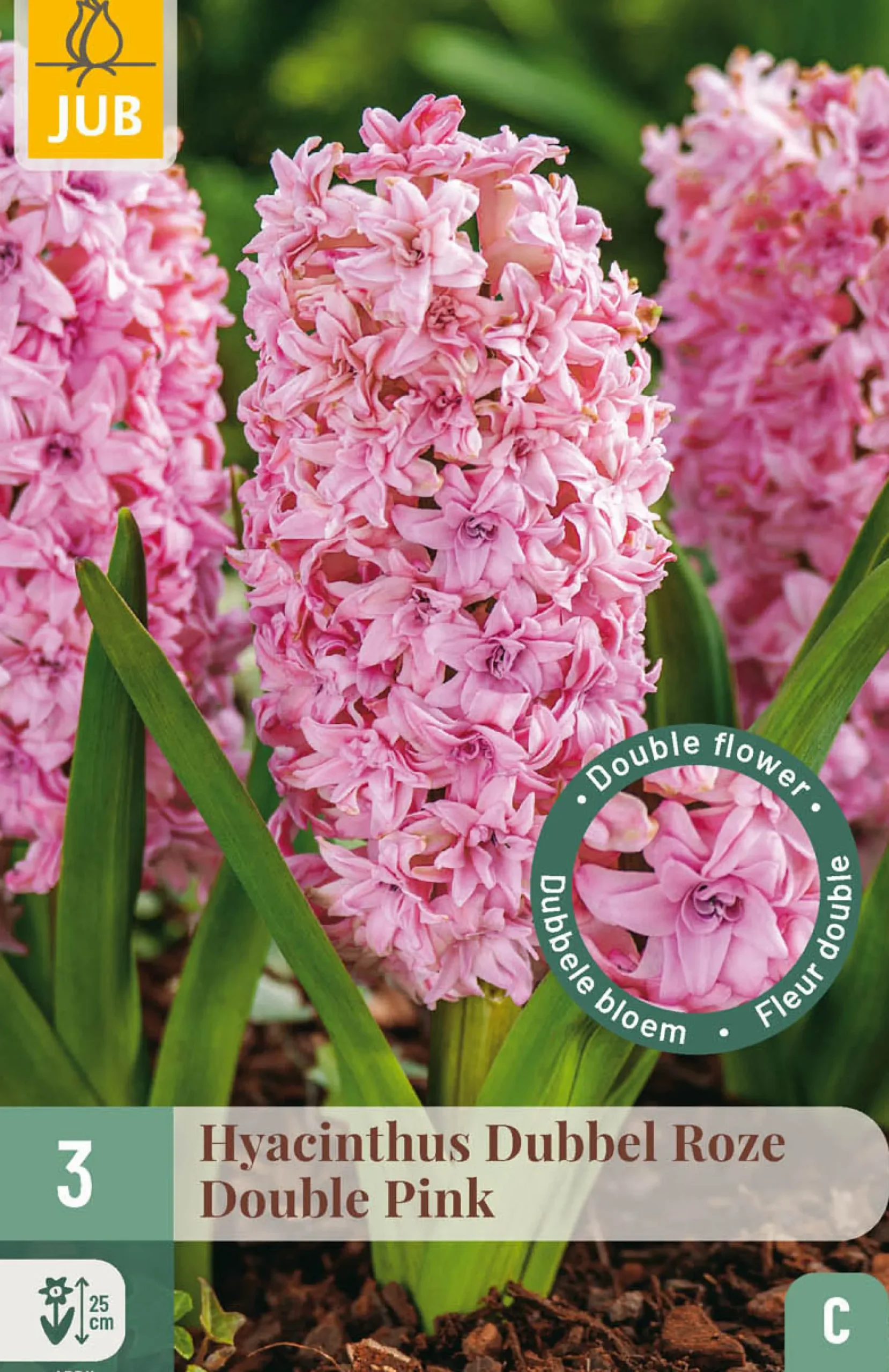 3 bloembollen hyacinthus dubbel roze|ohgreen Best