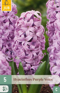 5 bloembollen hyacinthus purple voice|ohgreen Online