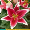 2 bloembollen lilium oriental rood-wit|ohgreen New