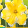 5 bloembollen narcissus cassata|ohgreen Discount