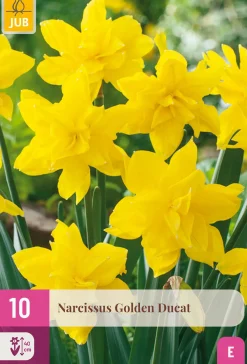 10 bloembollen narcissus golden ducat|ohgreen Sale