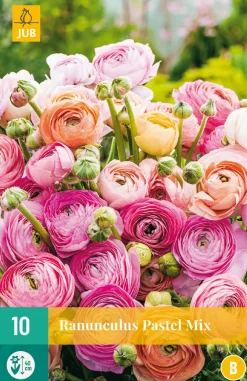 10 bloembollen ranunculus pastel mix|ohgreen Sale