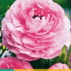 10 bloembollen ranunculus roze|ohgreen Online
