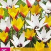 25 bloembollen tulipa belles tulipes|ohgreen