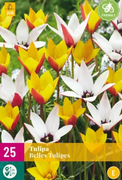 25 bloembollen tulipa belles tulipes|ohgreen